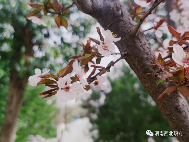 等待，在櫻花盛開的春天！——西北新世紀(jì)學(xué)校賞櫻記！